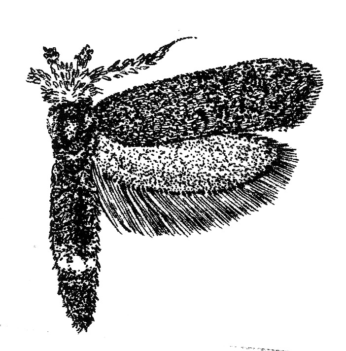 Ochsenheimeria taurella (Ypsolophidae).